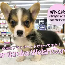 【黒コーギー】希少カラー!ブラックヘッドコーギー登場!!千葉県で最も美しいワンコと言っても過言ではありません!:マルワン鎌ヶ谷店オススメベイビーNo.117151(千葉県鎌ケ谷市)