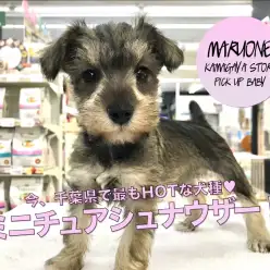 【ミニチュア・シュナウザー】ブラウンがかった美しいソルト&ペッパーの女の子!のんびりした性格にも大注目!☆:マルワン鎌ヶ谷店子犬情報!(千葉県鎌ケ谷市)No.117152