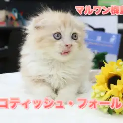 【スコティッシュ・フォールド】23区No.1の垂れ耳美男子!ブルーに光る瞳はまるでダイヤモンド:ペットショップ マルワン梅島店(東京都足立区)No.119110