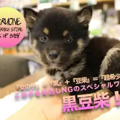 【豆柴】女の子＋黒＋豆柴＝超希少！？この子を見逃しNGのスペシャルワンコ！:マルワン白楽店No.11562（神奈川県横浜市）