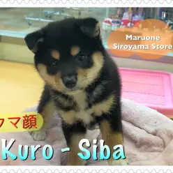 【柴犬】柴なのに飼い易い?ミニ黒柴を店長がレビュー!:ペッツワン城山店(神奈川県相模原市のペットショップ)|子犬情報|NO.118231
