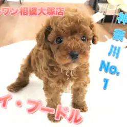 【トイ・プードル】ティーカップorタイニー？神奈川No.1のイケメン♪テディベアプードル好きはお店へDASH!:ペットショップマルワン相模大塚店(神奈川県大和市)｜子犬情報｜No.814460