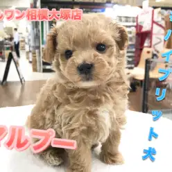【MIX犬マルプー】マルチーズとトイ・プードルのハイブリット犬♪お手入れ方法もご紹介!:マルワン相模大塚店(神奈川県大和市のペットショップ)|子犬情報No.814462