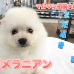 【白ポメラニアン】マズルの長さは驚異の1.5cm!希少で大人気の『白たぬきポメ』登場!特技のドリブル見せちゃいます♥:ペットショップマルワン相模大塚店(神奈川県大和市)|子犬情報!No.814463