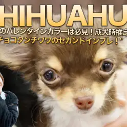 【小さめチワワ】3種のバレンタインカラーは必見！成犬時推定2kgの女王チョコタンチワワのセカンドインプレ！：マルワン大倉山店（横浜市）｜子犬情報No.6130680