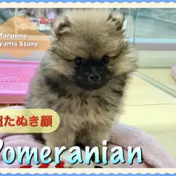 【超タヌキ顔ポメラニアン】お待たせしました♪王道オレンジのタヌキポメが遂に登場！！：ペッツワン城山店（神奈川県相模原市ペットショップ）｜子犬情報｜NO.118236