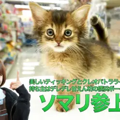 【美ソマリ】甘えん坊さん代表!!大人気ルディの被毛をまとった男の子！美しいクレオパトララインは必見です！：ペットショップマルワン大倉山店（横浜市）｜子猫情報｜No.6130692