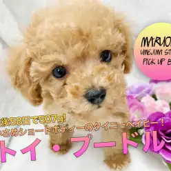 【シュークリーム系トイ・プードル】生後58日で507g!小さめショートボディーのタイニーベイビーがやってきた！：ペットショップマルワン梅島店（東京都足立区）｜子犬情報！No.119115