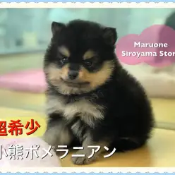 【小熊ポメラニアン】緊急ブログ！！見なきゃ絶対損なスペシャルパピー：ペットショップ｜ペッツワン城山店｜子犬情報｜NO.118232（神奈川県相模原市）