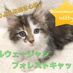 【ノルウェージャン・フォレストキャット】最高の抱き心地！！抱っこ大好き甘えん坊ネコちゃんをご紹介いたします！！：ペットショップマルワン下丸子店(東京都大田区)｜オススメ子猫情報！No.116257