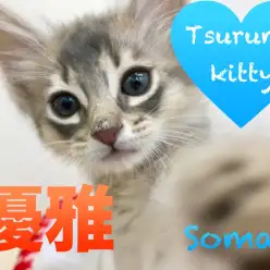 【ソマリ】アーモンドアイが魅力！優雅な佇まいは見惚れてしまいます♪:ペットショップマルワン鶴見店（横浜市）｜子猫情報！No.713573