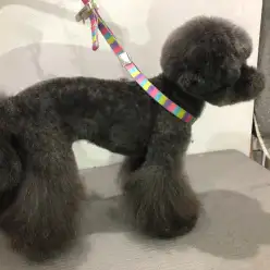 【サマーカット特集】サマーカットで夏を乗り切ろう！:マルワン白楽店トリミング通信VOL.16