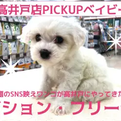 【ビション・フリーゼ】極上純白なお姫様♥「#白モフ」で今話題のSNS映えワンコが高井戸店に舞い降りた！！：ペットショップマルワン高井戸店（東京都杉並区）オススメ子犬情報！No.130044