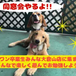 【大倉山店同窓会インベントのお知らせ】卒業生みんな大倉山店に集まれ!!気楽にフリータイムを過ごそう!：ペットショップマルワン大倉山店（横浜市）｜イベント情報