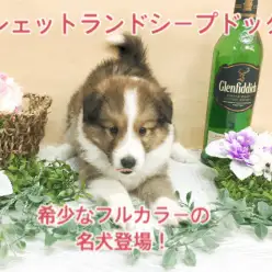 【シェットランドシープドッグ】希少な「フルカラー」の名犬登場！セーブル＆ホワイトのエレガントビューティー！：ペットショップマルワン大倉山店（横浜市）｜子犬情報！No.6130707