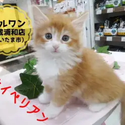 【希少猫！サイベリアン】朗報！！アレルギーが出にくい夢のロシアンキャットがやって来た！！：ペットショップマルワン武蔵浦和店（さいたま市）｜オススメ子猫情報！No.412698