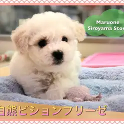 【白熊ビション】世界一可愛らしい希少犬種！ビションフリーゼの登場です♡：ペットショップ｜ペッツワン城山店｜オススメ子犬情報｜NO.118242（神奈川県相模原市）