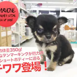 【スモールチワワ】驚異の体重350g!独特なタンマーキングが魅力の極小ショートボディーに迫る！：ペットショップマルワン鎌ヶ谷店（千葉県鎌ケ谷市）子犬情報！No.117155