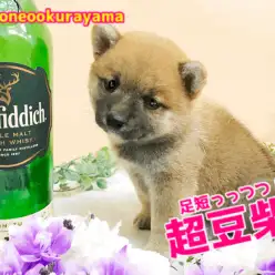 【超豆柴】足短っっっっ！柴犬王国に究極体型の豆柴が出現！ペットショップマルワン大倉山店（横浜市）｜子犬情報！No.6130708