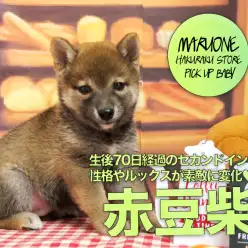 【豆柴】生後70日経過のセカンドインプレ！！性格やルックスが素敵に変化♡:ペットショップマルワン白楽店（横浜市）｜子犬情報！No.11566