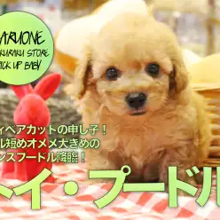 【小さめトイ・プードル】テディベアカットの申し子！マズル短めオメメ大きめのプリンスプードル降臨！:ペットショップマルワン白楽店（横浜市）｜子犬情報！No.11568