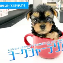 【ヨークシャーテリア】大きなオメメと濃厚タンカラーが自慢のジュエリーベイビー登場！：ペットショップマルワン東日暮里店（東京都荒川区）｜子犬情報！NO.014221