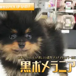【黒ポメラニアン】可愛さ半端ないって！バレンシアオレンジ濃厚マシマシタンカラーのたぬきポメがやってきた！：ペットショップマルワン東日暮里店（東京都荒川区）｜No014223
