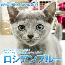 【ロシアンブルー】究極のかまってちゃん登場！イケメンの3条件を満たしたナイスガイ!：ペットショップマルワン東日暮里店（東京都荒川区）｜子猫情報！No. 014216