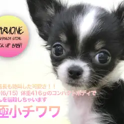 【極小チワワ】チワワ店長も絶叫した可愛さ！！入店時（6/15）体重416gのコンパクトボディでみなさんを悩殺しちゃいます♡：ペットショップマルワン本羽田店（東京都大田区）子犬情報！！№512538