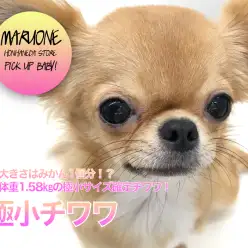 【極小チワワ】頭の大きさはみかん1個分！？☆現在体重1.58㎏の極小サイズ確定チワワ！：ペットショップマルワン本羽田店(東京都大田区)｜子犬情報！No.512496