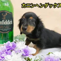 【カニンヘンダックス】ハイパー片手ヘソ天できちゃった！ミニチュアより小さいスペシャルダックス！：ペットショップマルワン大倉山店（横浜市）｜子犬情報！No.6130706