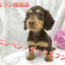 【チョコタンカニンヘン】希少！ダックス最小サイズが降臨！マズル短めのプレミアム女子！：ペットショップマルワン梅島店（東京都足立区）子犬情報！No.119116