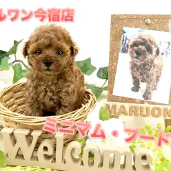 【タイニーサイズ！トイ・プードル】フランス代表犬！ミニマムサイズ＆濃厚レッドのベビーフェイス：ペットショップマルワン今宿店（横浜市）｜子犬情報No.120118