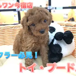 【小さめトイ・プードル】濃厚レッドのタイニーサイズ！コミカルな動きの元気娘♪：ペットショップマルワン今宿店（横浜市）｜子犬情報No.120115