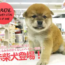 【小さめ柴犬】千葉に衝撃！！可愛さ最上級！ぬいぐるみ系の愛くるしいベイビー登場！！｜ペットショップマルワン鎌ヶ谷店（千葉県鎌ケ谷市）｜子犬情報No.117156