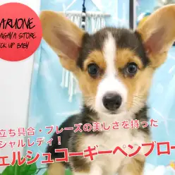 【黒コーギー】耳の立ち具合・ブレーズの美しさを持ったスペシャルレディ!:マルワン鎌ヶ谷店(千葉県鎌ケ谷市)オススメ子犬情報!No.117151