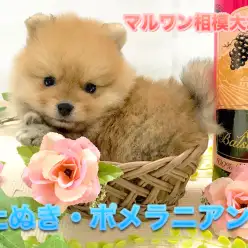 【たぬき・ポメラニアン】極上のマズルとショートボディー！憧れのたぬきっぽめはこの子で決まり！：ペットショップマルワン相模大塚店（神奈川県大和市）子犬情報！No.814465