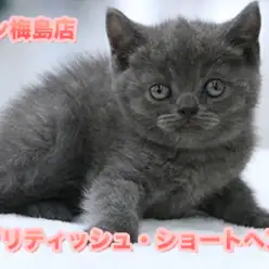 【ブリティッシュ・ショートヘア】高級感漂う深いブルーの被毛はアメジスト級！都内イチの二重アゴがたまらない♥：ペットショップマルワン梅島店（東京都足立区）子猫情No.119108