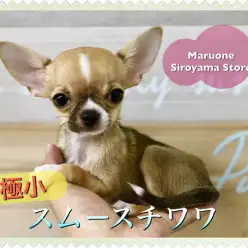 【極小チワワ（スムース）】ティーカップを超越！！過去最小クラスの手乗りワンコが登場！！！：ペットショップペッツワン城山店｜子犬情報｜NO.118234（神奈川県相模原市）