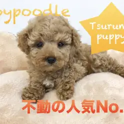 【トイ・プードル】人気1位の魅力は伊達じゃない！小さなネクタイにもご注目☆:ペットショップマルワン鶴見店（横浜市）｜オススメ子犬情報！No.713575