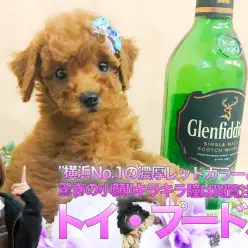 【小さめトイ・プードル】横浜No.1の濃厚レッドカラーと驚きの小顔!!キラキラ瞳は閲覧注意♥ペットショップマルワン大倉山店（横浜市港北区）｜子犬情報！No.6130704