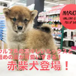 【ミニ柴犬】ウルフ系の凛々しいルックスと短めの足。更には難易度の高い奥義もクリア！：ペットショップマルワン梅島店（東京都足立区）｜子犬情報！No.119121