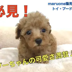 【 小さめ トイ・プードル 】衝撃的な可愛さ!!モデル並みのポージングでみんなを魅了しちゃうぞ♡：ペットショップマルワン鶴見店（神奈川県鶴見区）オススメ子犬情報！№713584