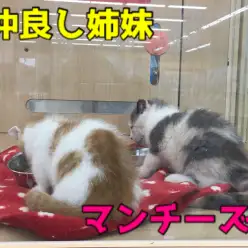 【マンチカン姉妹】セクシーアイラインの姉＆ド短足の妹の最強に可愛い姉妹!通称マンチーズから目が離せない♥：ペットショップマルワン大倉山店（横浜市）｜子猫情報！No.6130710＆No.6130711