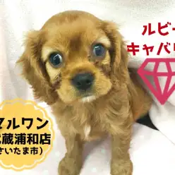 【キャバリア・キング・チャールズ・スパニエル】宝石の毛色は極上の輝き!ラグジュアリーなペットライフを貴方に・・:ペットショップマルワン武蔵浦和店(埼玉県さいたま市)|子犬情報!No.412696