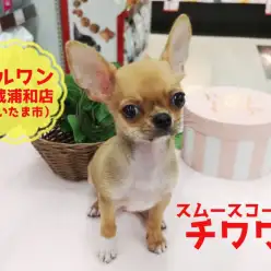 【 スムース チワワ 】この夏はスムージーよりも”スムーチー”!小さめボディな涼しめベイビー!:マルワン武蔵浦和店(さいたま市)|子犬情報!No.412697
