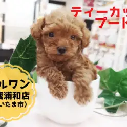 【 ティーカップ・プードル 】生後50日で425g！この夏のアイドルはこの子に決まり！！：マルワン武蔵浦和店（さいたま市）｜オススメ子犬情報！No.412707