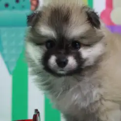 【 たぬき ポメラニアン 】『カールおじさん』のようなワイルドなパピーが登場！！チャームポイントは黒いおヒゲ！！！:ペットショップマルワン白楽店（横浜市）│子犬情報No.11582