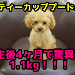 【ティーカッププードル】ティーカップ確定?!生後4ヶ月を過ぎて体重1.1kg!!おパンツカットも要チェック!：ペットショップマルワン大倉山店（横浜市港北区）｜子犬情報！No.6130689