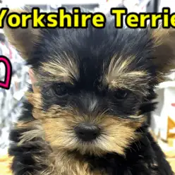 【ヨークシャーテリア】気品溢れるエレガントな美しさに胸キュン♥横浜No.1の美ヨーキーはこの子で決まり！：ペットショップマルワン大倉山店（横浜市）｜子犬情報！No.6130712